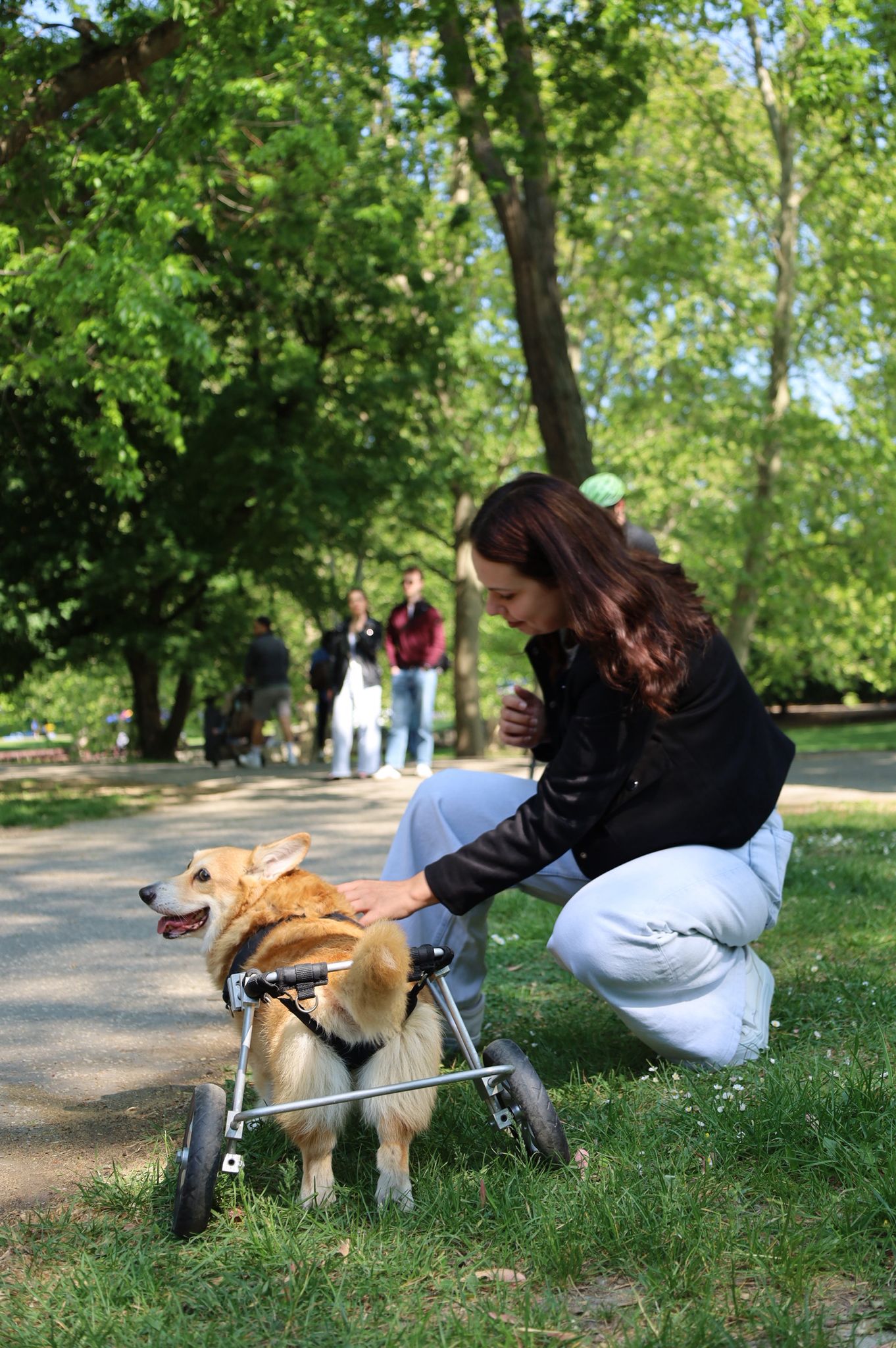 corgi meet up 30
